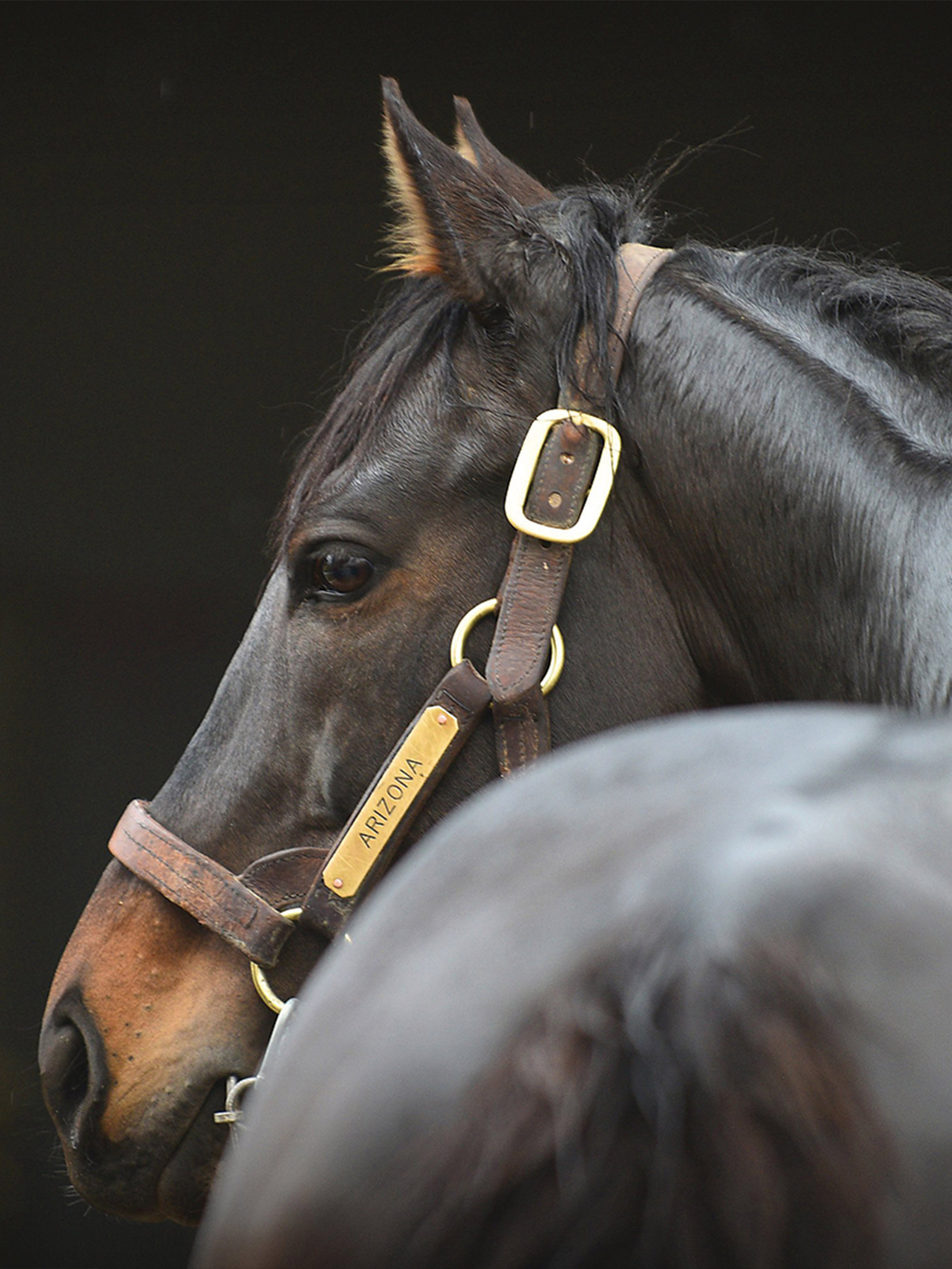 Yigit Stud | Yarışçılık ve Yetiştiricilik