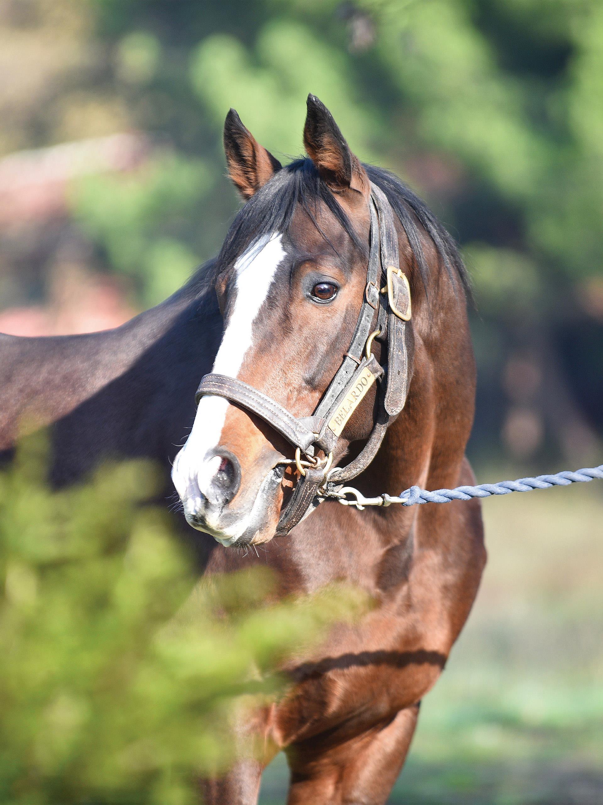 BELARDO by Lope de Vega